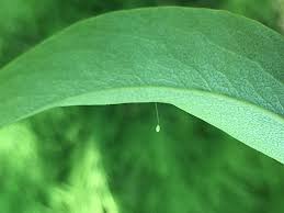 Attēlu rezultāti vaicājumam “Chrysopa eggs”