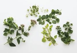 Image result for Origanum majorana