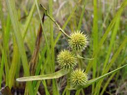 Attēlu rezultāti vaicājumam “Sparganium minimum”