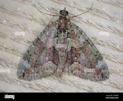 Attēlu rezultāti vaicājumam “Chloroclysta siterata”