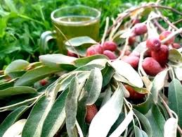 Attēlu rezultāti vaicājumam “Poa angustifolia fruit”