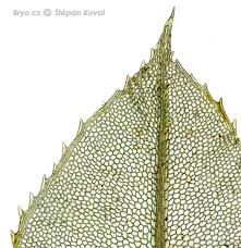 Attēlu rezultāti vaicājumam “Plagiomnium medium”