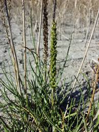 Attēlu rezultāti vaicājumam “Juncaginaceae”