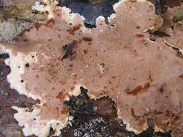 Attēlu rezultāti vaicājumam “Junghuhnia collabens”