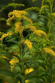 Attēlu rezultāti vaicājumam “Hieracium murorum flower”