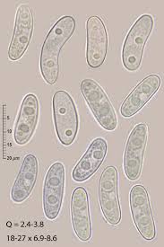Attēlu rezultāti vaicājumam “Propolis farinosa”