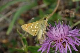 Attēlu rezultāti vaicājumam “Hesperia comma female”