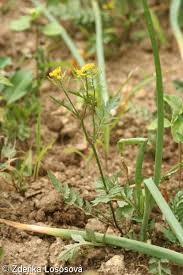 Attēlu rezultāti vaicājumam “Rorippa sylvestris”