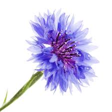 Attēlu rezultāti vaicājumam “Cyanus segetum”