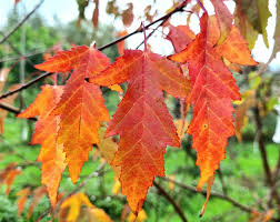 Attēlu rezultāti vaicājumam “Acer tataricum subsp. ginnala leaf”