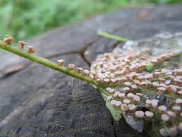 Attēlu rezultāti vaicājumam “Diderma subincarnatum plasmodium”