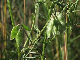 Attēlu rezultāti vaicājumam “Vicia hirsuta fruit”