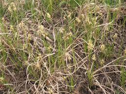 Attēlu rezultāti vaicājumam “Carex praecox”