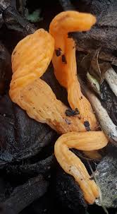 Attēlu rezultāti vaicājumam “Macrotyphula fistulosa var. contorta”