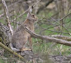 Attēlu rezultāti vaicājumam “Lepus europaeus adult”