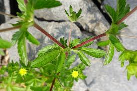 Attēlu rezultāti vaicājumam “Potentilla norvegica flower”