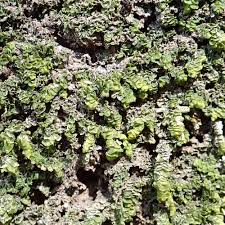 Attēlu rezultāti vaicājumam “Porella cordaeana”