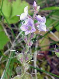 Attēlu rezultāti vaicājumam “Veronica officinalis fruit”