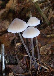 Attēlu rezultāti vaicājumam “Mycena filopes”
