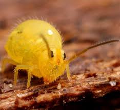 Attēlu rezultāti vaicājumam “Symphypleona”