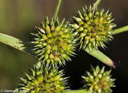 Attēlu rezultāti vaicājumam “Sparganium neglectum fruit”