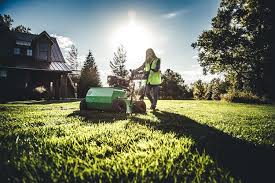 Attēlu rezultāti vaicājumam “Poa remota bud”