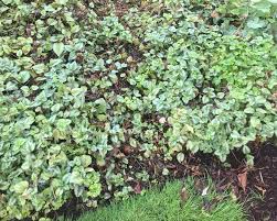 Attēlu rezultāti vaicājumam “Lamiastrum galeobdolon bud”