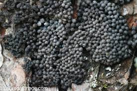 Attēlu rezultāti vaicājumam “Badhamia foliicola spores”