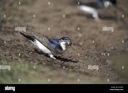 Attēlu rezultāti vaicājumam “Delichon urbicum adult”