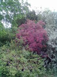 Attēlu rezultāti vaicājumam “Cotinus coggygria flower”