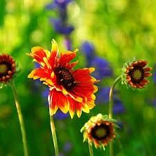 Image result for Gaillardia pulchella