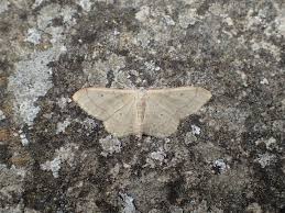 Attēlu rezultāti vaicājumam “Idaea straminata”