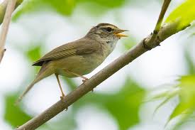 Image result for Phylloscopus schwarzi