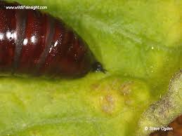 Attēlu rezultāti vaicājumam “Ceramica pisi larva”