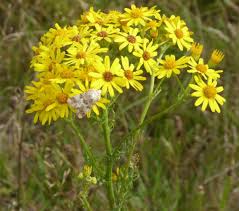 Attēlu rezultāti vaicājumam “Jacobaea vulgaris”