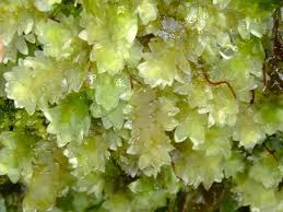 Attēlu rezultāti vaicājumam “Leiocolea rutheana”