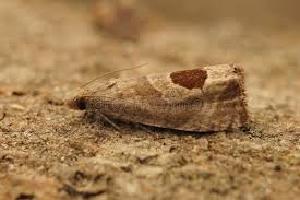 Attēlu rezultāti vaicājumam “Notocelia uddmanniana”