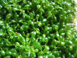 Attēlu rezultāti vaicājumam “Elatine hydropiper”