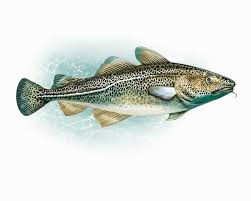 Image result for Arctogadus glacialis