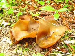 Attēlu rezultāti vaicājumam “Discina perlata”