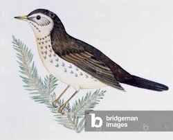 Image result for Turdus naumanni
