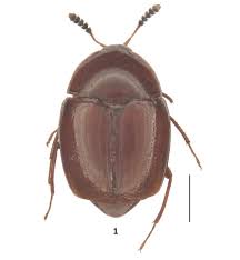 Attēlu rezultāti vaicājumam “Scaphisoma sp.”