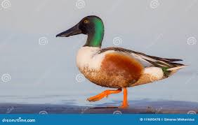 Attēlu rezultāti vaicājumam “Anas clypeata”