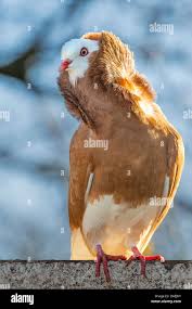 Attēlu rezultāti vaicājumam “Columba livia f. domestica”