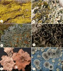 Attēlu rezultāti vaicājumam “Chrysothrix candelaris”