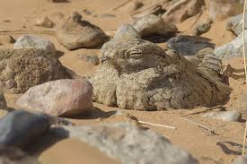 Image result for Caprimulgus aegyptius