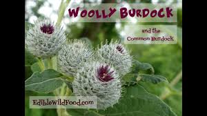 Attēlu rezultāti vaicājumam “Arctium tomentosum fruit”