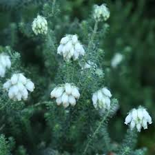 Attēlu rezultāti vaicājumam “Erica tetralix”