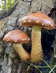 Attēlu rezultāti vaicājumam “Stropharia albocrenulata”