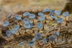 Attēlu rezultāti vaicājumam “Physarum nitens macro”